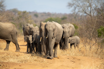 Fototapeta na wymiar Breeding herd of elephant moving into the shade of a tree to rest up in the heat of spring