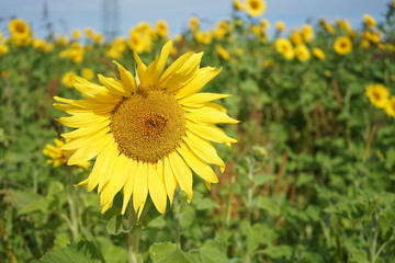 sonnenblume