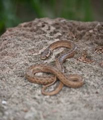Culebra como tótem: fuente de vida