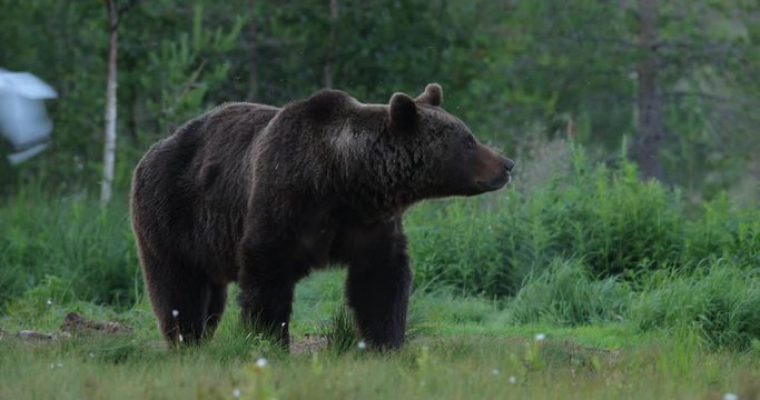 Brown bear walking around lake in the morning light. Dangerous animal in nature forest and meadow habitat. Wildlife scene from Finland near Russian border. Bear with carcass.