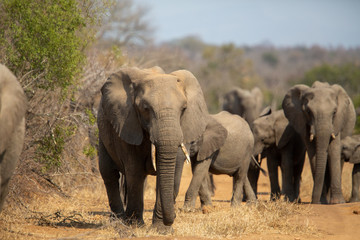 Fototapeta na wymiar Breeding herd of elephant moving into the shade of a tree to rest up in the heat of spring