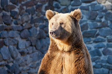 Brown bear at the zoo