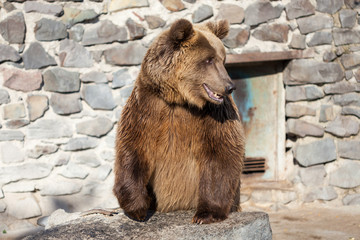 Brown bear at the zoo