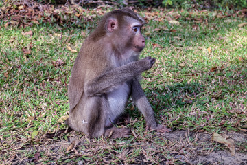 baboon sitting on the ground