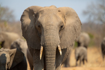 Breeding herd of elephant moving into the shade of a tree to rest up in the heat of spring