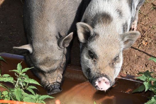 Schweine
