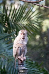 Obraz premium white tailed macaque sitting on a tree