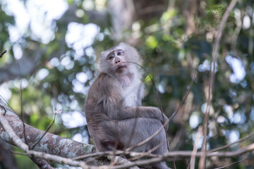 Naklejka na ściany i meble Monkey species that live in Thailand