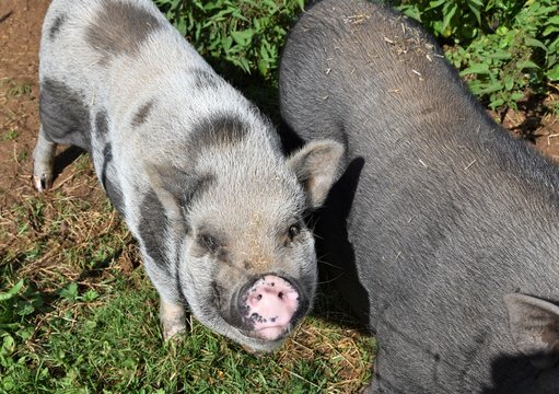 Schweine