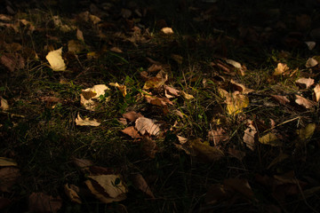 Autumn theme - forest litter of dry yellow foliage in the grass in the sunshine
