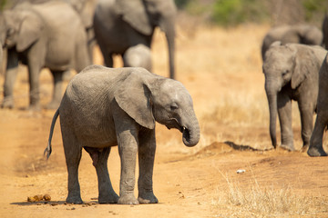 Fototapeta premium Breeding herd of elephant moving into the shade of a tree to rest up in the heat of spring