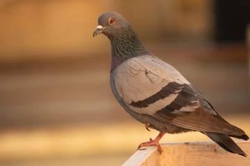 Pigeon at place  