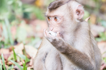 portrait of a macaque