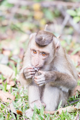 Portrait of monkey