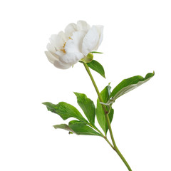 Tender white peony flower isolated on white background.