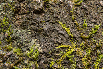 green moss on the wall