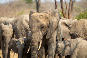 Fototapeta premium Breeding herd of elephant moving into the shade of a tree to rest up in the heat of spring