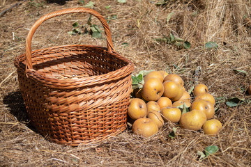 apples close to basket on ground