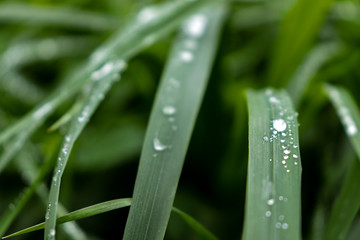 Green grass leaf close up with water drops