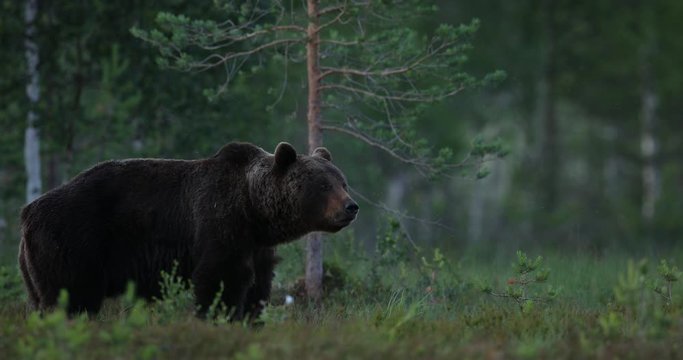 Brown bear walking around lake in the morning light. Dangerous animal in nature forest and meadow habitat. Wildlife scene from Finland near Russian border. Bear with carcass.