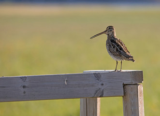 The common snipe (Gallinago gallinago).