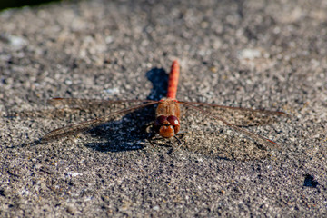 Dragonfly sunning itself on a concrete wall.