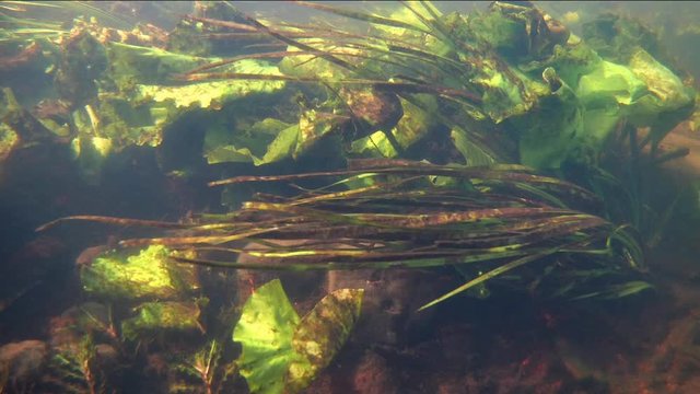 shallow freshwater river bottom with very fast flow, rich flora of vallisneria, yellow water-lily and pondweed aquatic plants survive in dirty water, bright sunshine on summer day, underwater footage
