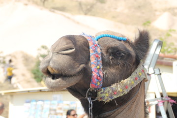 Face of a camel in profile