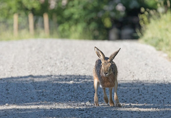 Hare out on a road early in the morning.