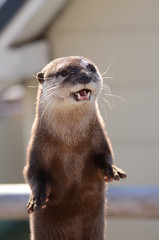 コツメカワウソ