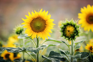 Sunflower field - end of summer, hello autumn