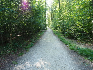 Obraz premium waldweg