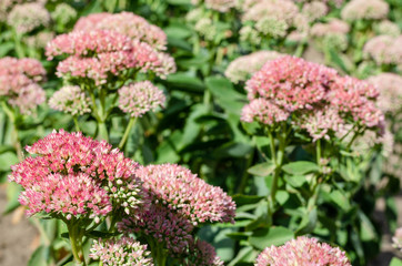 Bright pink Stonecrop or Sedum in bloom with a blurred green background. Bright autumn floral natural background on a flowerbed on sunny day. Succulent plant. Selective focus
