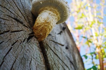 muchroom,Pilze aus einenem Baumstamm wachsend