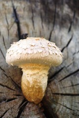 muchroom,Pilze aus einenem Baumstamm wachsend