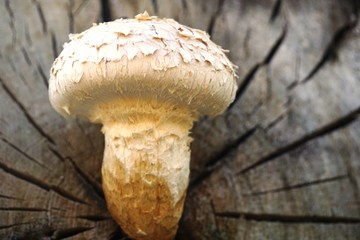 muchroom,Pilze aus einenem Baumstamm wachsend