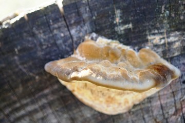 muchroom,Pilze aus einenem Baumstamm wachsend