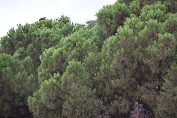 Christmas tree. Tree