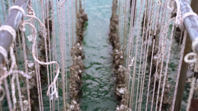crane shot, Oyster farming in sea water, building houses for shellfish by tying the rope hanging into the sea