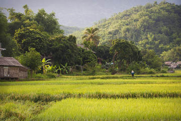 landscape mai chau with rice field