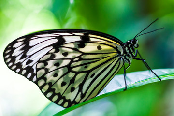 Fototapeta na wymiar butterfly on a leaf - Large tree nymph