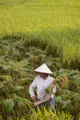 Naklejka na ściany i meble vietnamese farmer while rice harvest, copy space
