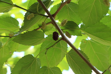 close up on ripe blackberry on mulberry