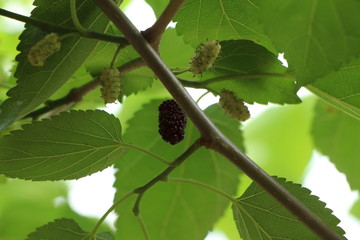 close up on ripe blackberry on mulberry