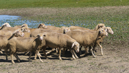 Flock of sheep on the watering place