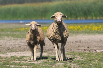 Two sheep on the floral meadow