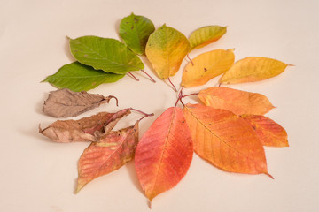 Creative layout of colorful autumn leaves. Flat lay. Season concept.