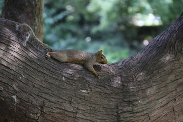 Squirrel on a branch