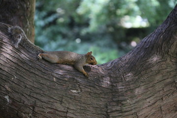 Squirrel in a tree