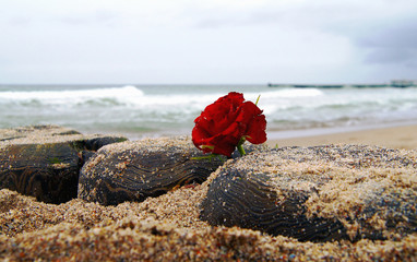 Funeral flower, lonely red rose flower at the beach, water background with copy space, burial at sea. Empty place for a text. Funeral symbol and Covid 19 Condolence card concept 